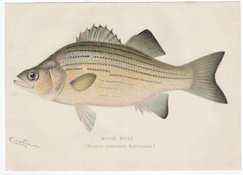 Denton fish lithograph from 1896